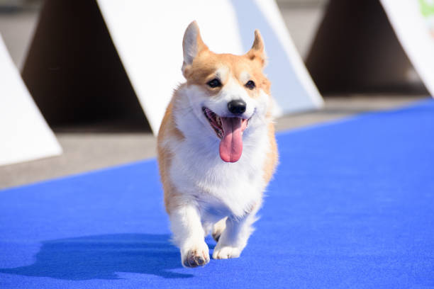 istock A cheerful corgi dog runs along the blue carpet. 1395785483