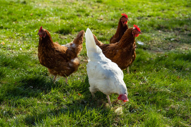 istock free range, healthy brown and white organic chickens on a green meadow. Selective sharpness. Several chickens out of focus in the background. Atmospheric light, evening light 1395786350