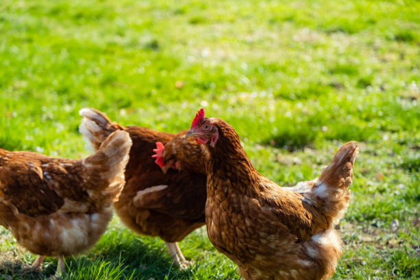 istock free range, healthy brown organic chickens on a green meadow. Selective sharpness. Several chickens out of focus in the background. Atmospheric light, evening light. 1395786353