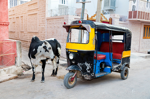 Symbols of India: rickshaw taxi (tuk-tuk) and cow in Bikaner, Rajasthan, India.