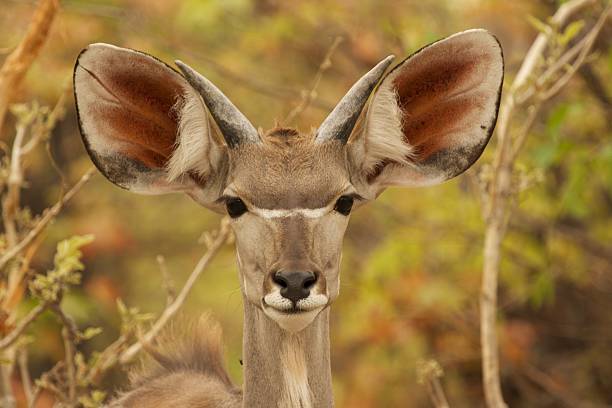 istock Young male Kudu 139578876