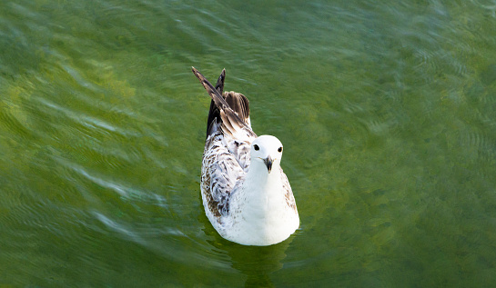 sea gull in the park swims on the water. High quality photo