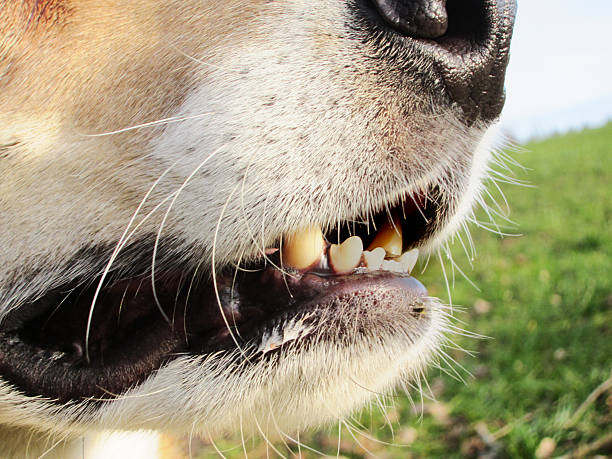 istock dog mouth and nose, detail, side view, 139578954