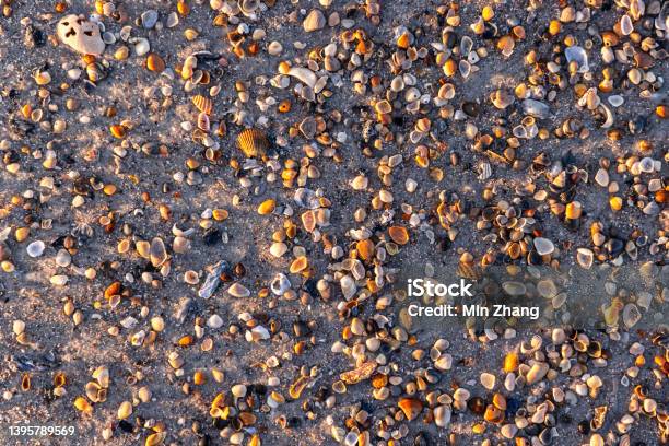 Sand And Shell Stock Photo - Download Image Now - Amelia Island - Florida, Animal Shell, Art