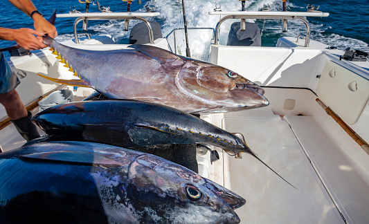 Carcasses of tuna caught on board the yacht after fishing. Yellowfin tuna are removed from the side into the hold of the yacht for cooling.