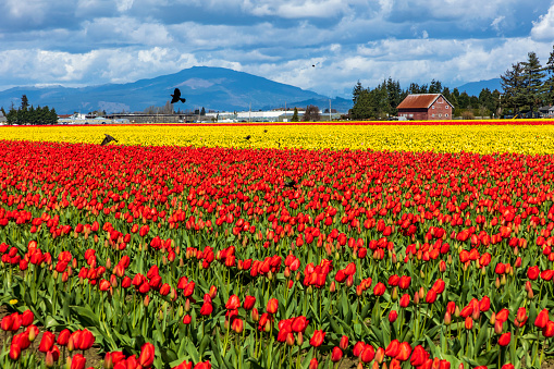 variety of vibrant tulips in variety of colors in Skagit Valley in Washington State during the spring season.