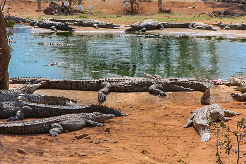 Group of Nile crocodiles of different sizes, ages and sexes near the water on the sandy shore. African crocodiles bask by the water in the floodplain of the Zambezi River in Zimbabwe.