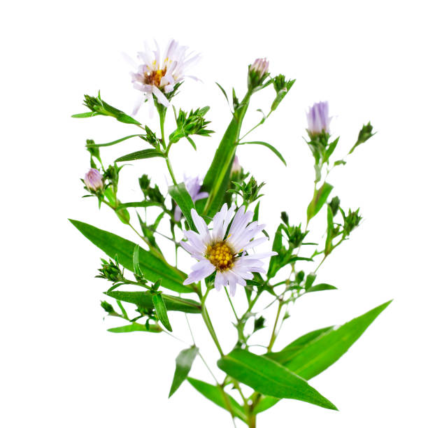 istock Blue meadow aster flowers (Aster amellus or the European Michaelmas daisy) 1395791512