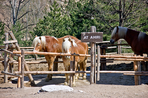 Altınköy is an recreational area in Ankara near the Karapürçek region. In the photo, horses near wooden barn (turkish at ahırı writing) in Altınköy and buildings in Karapürçek are seen. Citizens of Ankara visit Altınköy especially on the sunny weekends.