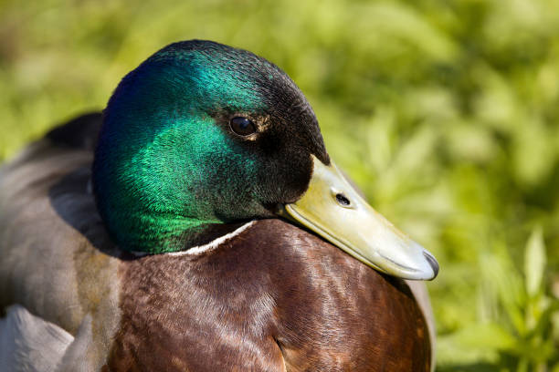 istock Close- up of a duck 1395791650