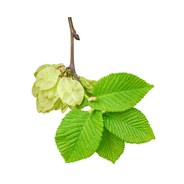 rama de olmo con frutos y hojas jóvenes aisladas sobre blanco - elm leaves fotografías e imágenes de stock