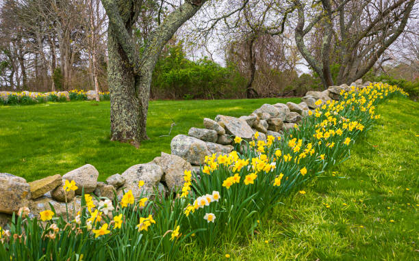daffodils on a field stone wall - daffodil spring flower new england imagens e fotografias de stock