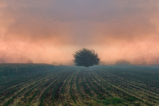 Tree in misty field