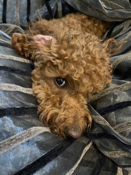 istock Eyes of the red poodle 1395794443