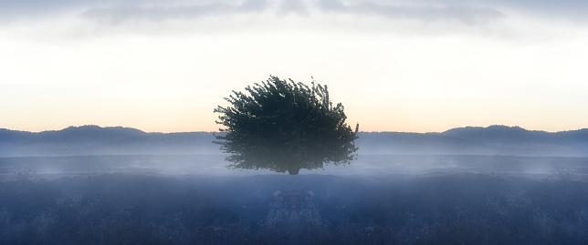 Tree in misty field