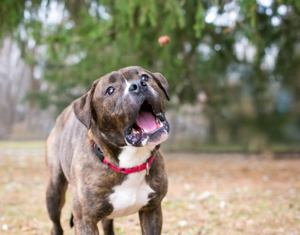 istock A Boxer mixed breed dog catching a treat 1395795421