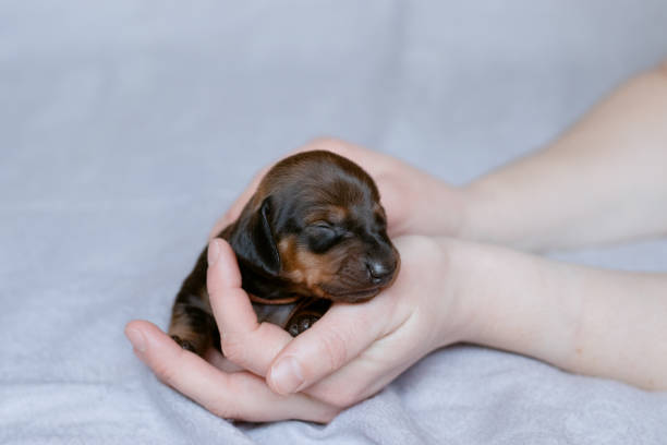 istock A newborn dachshund puppy is held in his hands. 1395795588