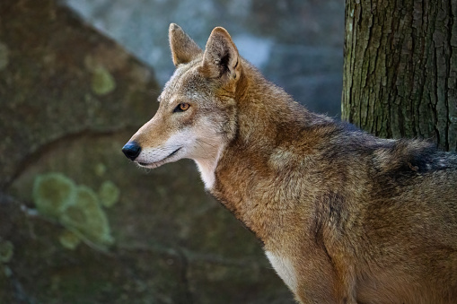 A Red Wolf Looks Into the Distance in Asheboro, North Carolina, United States