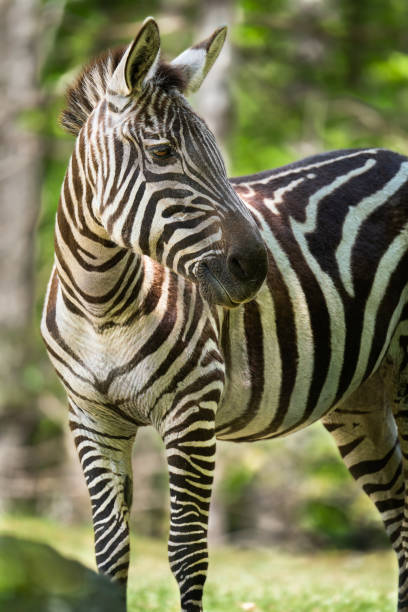 zebra zatrzymuje się od jedzenia, aby sprawdzić hałas - ears perked zdjęcia i obrazy z banku zdjęć