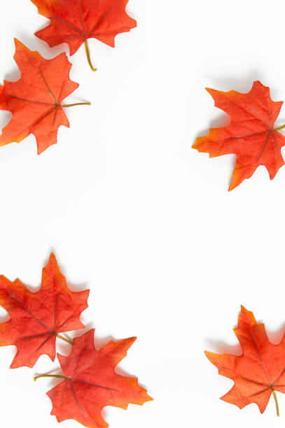istock bright orange fall leaves on edges of blank white background 1395796655