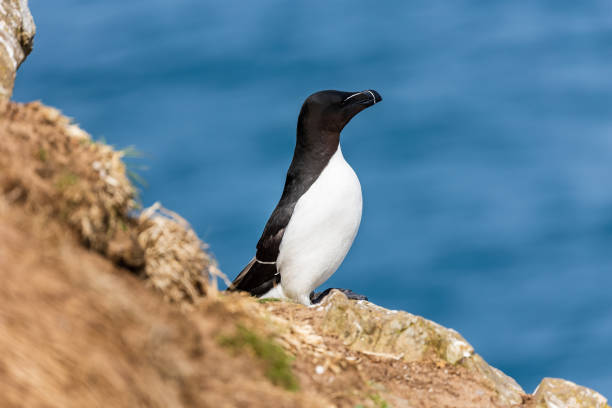 istock Razorbill (Alca torda) on a clifftop overlooking the ocean 1395799434