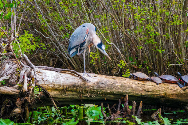 istock Great blue heron on log with turtles 1395799479