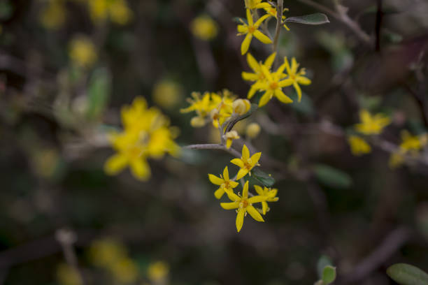 istock Yellow flowers of hypericum perforatum, St. John s worts 1395801676