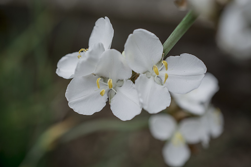 Iberis sempervirens  a spring summer white perennial bulbous flower