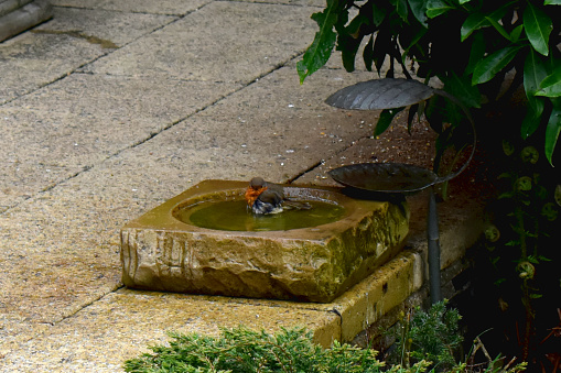 The European robin bathing in the birdbath in a backyard garden in the spring season in The UK.