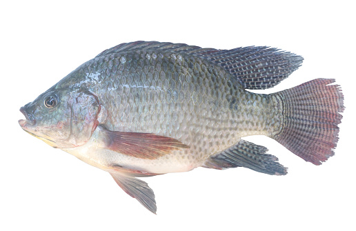Nile Tilapia or Pla nin in Thai, freshwater fish is isolated on white background.
