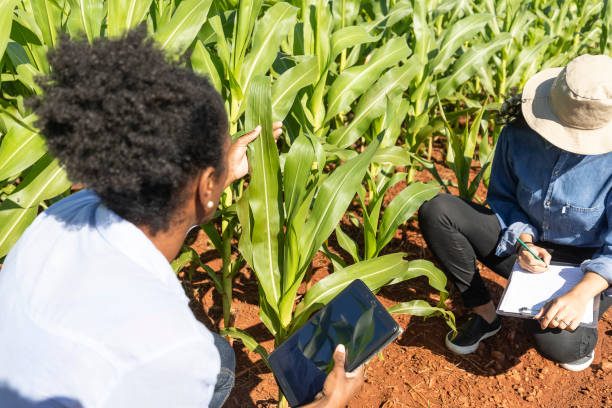 istock Black women agronomists studying leaves in cornfield 1395804136