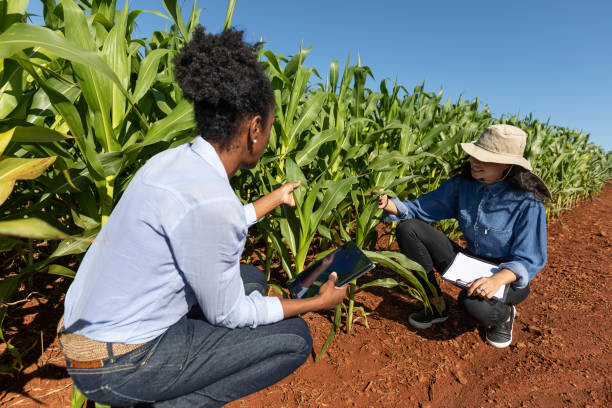 Black women agronomists studying leaves in cornfield