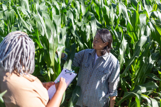 istock Black and japanese female engineers studying leaves in cornfields 1395804160