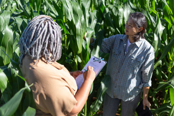 istock Black and japanese female engineers studying leaves in cornfields 1395804161