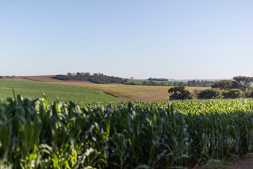 Corn plantation on agricultural land