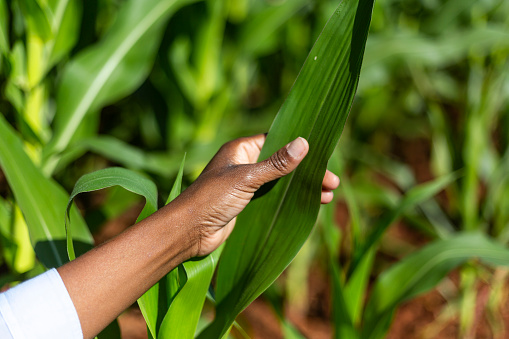 Black woman hands touching a corn plant leaf