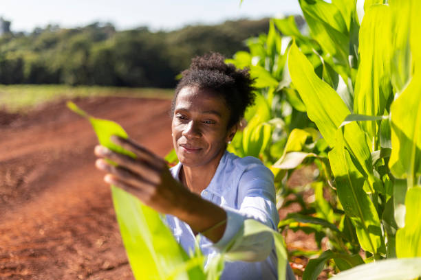 istock Black female engineer analyzing leaves in cornfield 1395804181