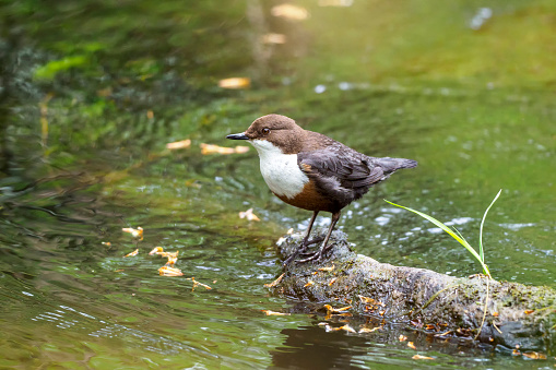 A Dipper (Cinclus cinclus) standing on a branch in the River Don in Scotland