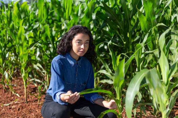 Black woman analyzing leaves in cornfield