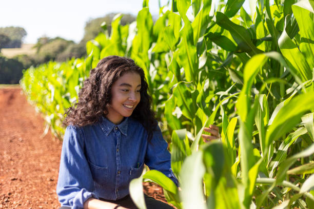 istock Young black woman analyzing leaves in cornfield 1395804209
