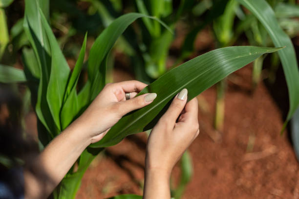 istock Black woman hands touching a corn plant leaf 1395804212