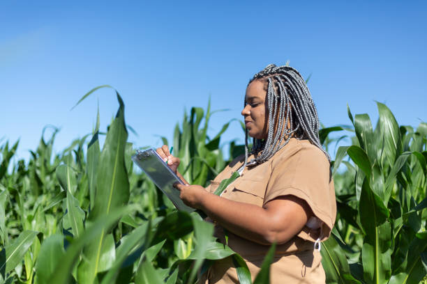 istock young black woman engineer analyzing leaves in cornfield 1395804246