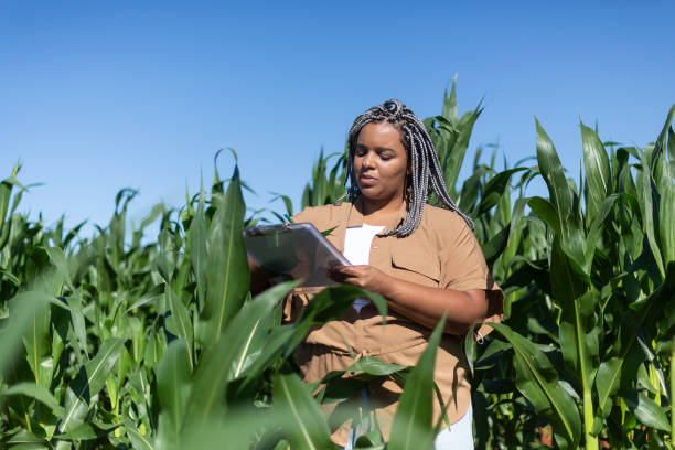 istock young black woman engineer analyzing leaves in cornfield 1395804249