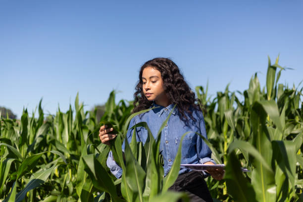 młoda czarna inżynier analizująca liście na polu kukurydzy - corn corn crop field stem zdjęcia i obrazy z banku zdjęć