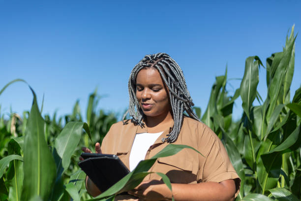 istock young black woman engineer analyzing leaves in cornfield 1395804278