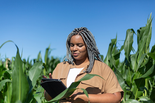 Young black woman analyzing leaves in cornfield