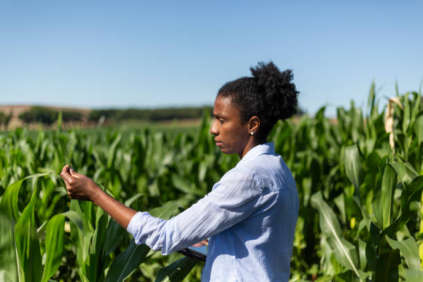 トウモロコシ畑の葉を分析する黒人女性エンジニア - corn crop corn genetic modification crop ストックフォトと画像