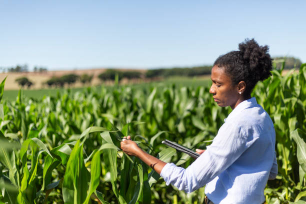 istock Black female engineer analyzing leaves in cornfield 1395804305