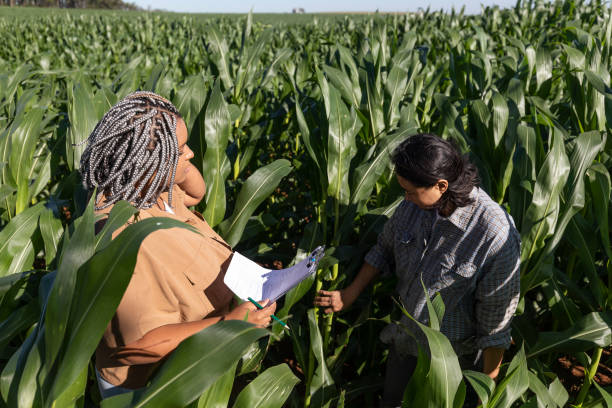 istock Black and japanese female engineers studying leaves in cornfields 1395804360