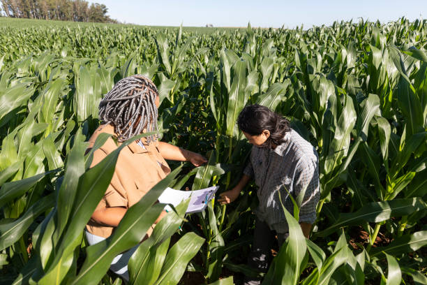 istock Black and japanese female engineers studying leaves in cornfields 1395804364